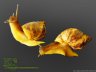 Achatina reticulata - 